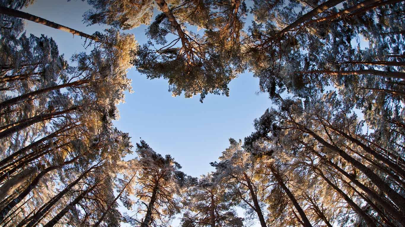 A heart-shaped opening in a canopy of Scots pines to celebrate National Tree Week