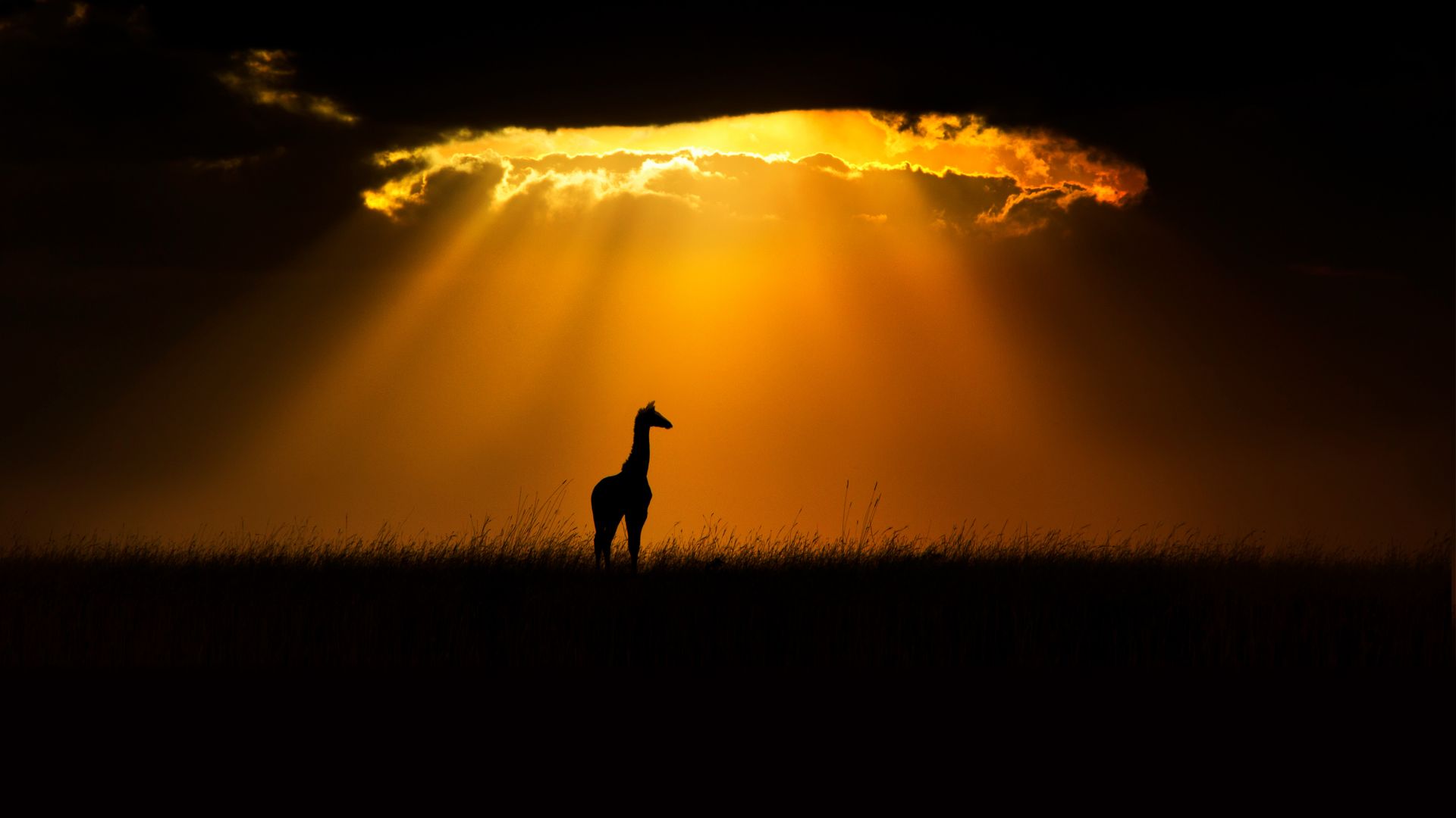 Masai giraffe in Maasai Mara, Kenya