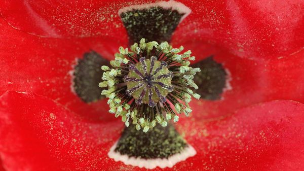 Red Poppy (Papaver rhoeas) centre, Middelburg, Netherlands