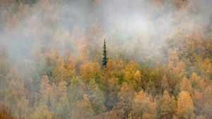 Misty forest in fall colours, Yukon (© Ignacio Palacios/Getty Images)(Bing Canada)