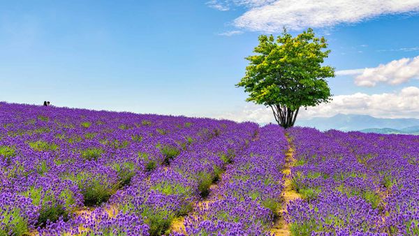 Lavender field at Hinode Farm, Kamifurano, Hokkaido, Japan