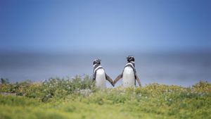 Zwei Magellanpinguine, Falklandinseln (© Vicki Jauron, Babylon and Beyond Photography/Getty Images)(Bing Deutschland)