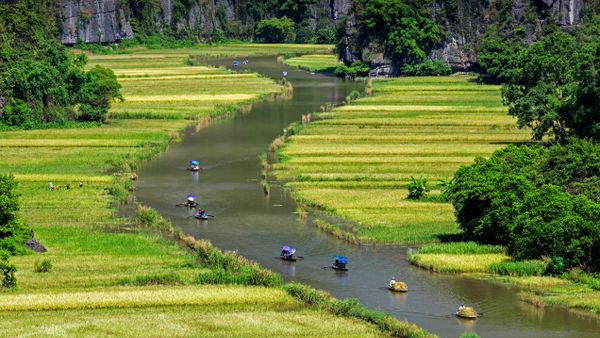 Boats float by rice fields on the Ngo Dong River in Ninh Binh province, Vietnam