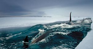 Orca whales make deep dives under ice to hunt Antarctic cod in McMurdo Sound, Antarctica -- Norbert Wu/Corbis &copy; (Bing United States)