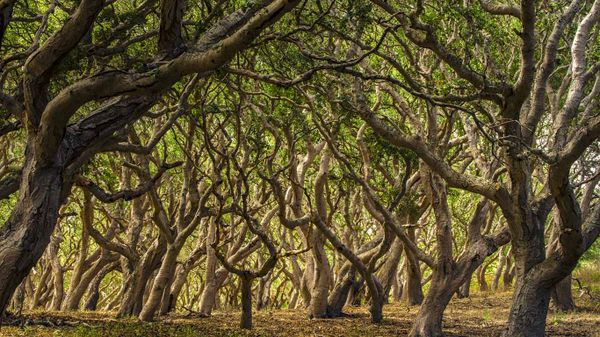 Oak trees in Palo Corona Regional Park, Carmel Valley, California, USA
