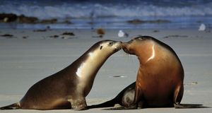 Australian Fur Seals --  Shoot Shoot/Photolibrary &copy; (Bing Australia)