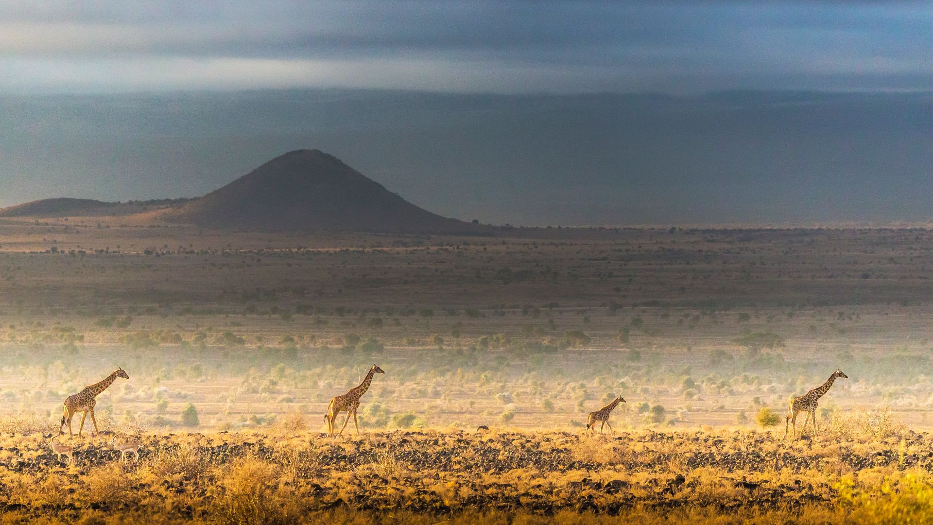 Girafes Masai, parc national d'Amboseli, Kenya