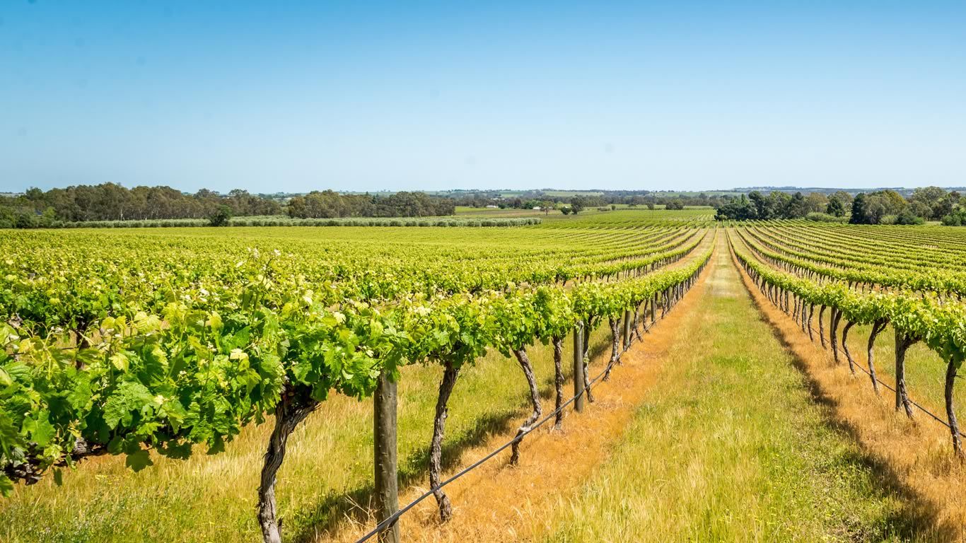 Vineyard in Barossa Valley, South Australia