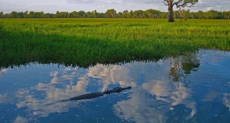Crocodile, Kakadu National Park