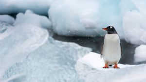 库佛维尔岛的巴布亚企鹅，南极洲 (© Ben Cranke/Minden Pictures)(Bing China)