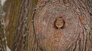 Écureuil gris jetant un oeil hors de sa cachette (© Darlyne A. Murawski/Getty Images)(Bing France)