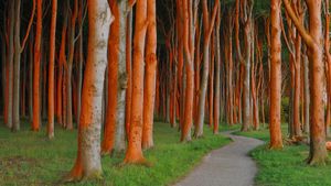 A beech forest in Nienhagen, Mecklenburg-Vorpommern, Germany (© Martin Ruegner/Getty Images)(Bing New Zealand)
