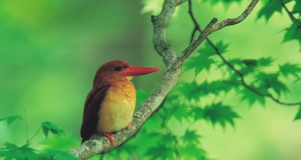 Ruddykingfisher