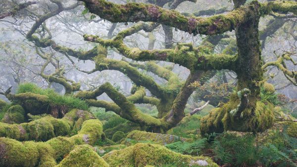 Gnarled ancient oak trees in Wistman's Wood, Dartmoor National Park, Devon