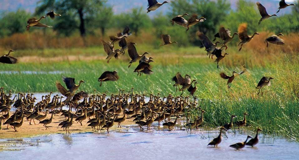 WhistlingDuck