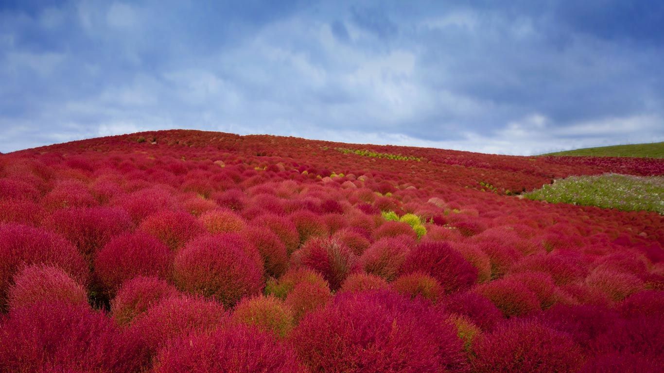 ｢コキアの紅葉｣茨城, 国営ひたち海浜公園