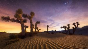 ジョシュア・ツリー国立公園, 米国 カリフォルニア州 (© Chris Moore - Exploring Light Photography/Tandem Stills + Motion)(Bing Japan)