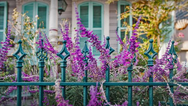 Flowers and an ironwork fence in front of a house in New Orleans, Louisiana