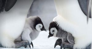 Emperor penguin chicks Snow Hill Island, Weddell Sea, Antarctica -- Thorsten Milse/Photolibrary &copy; (Bing New Zealand)