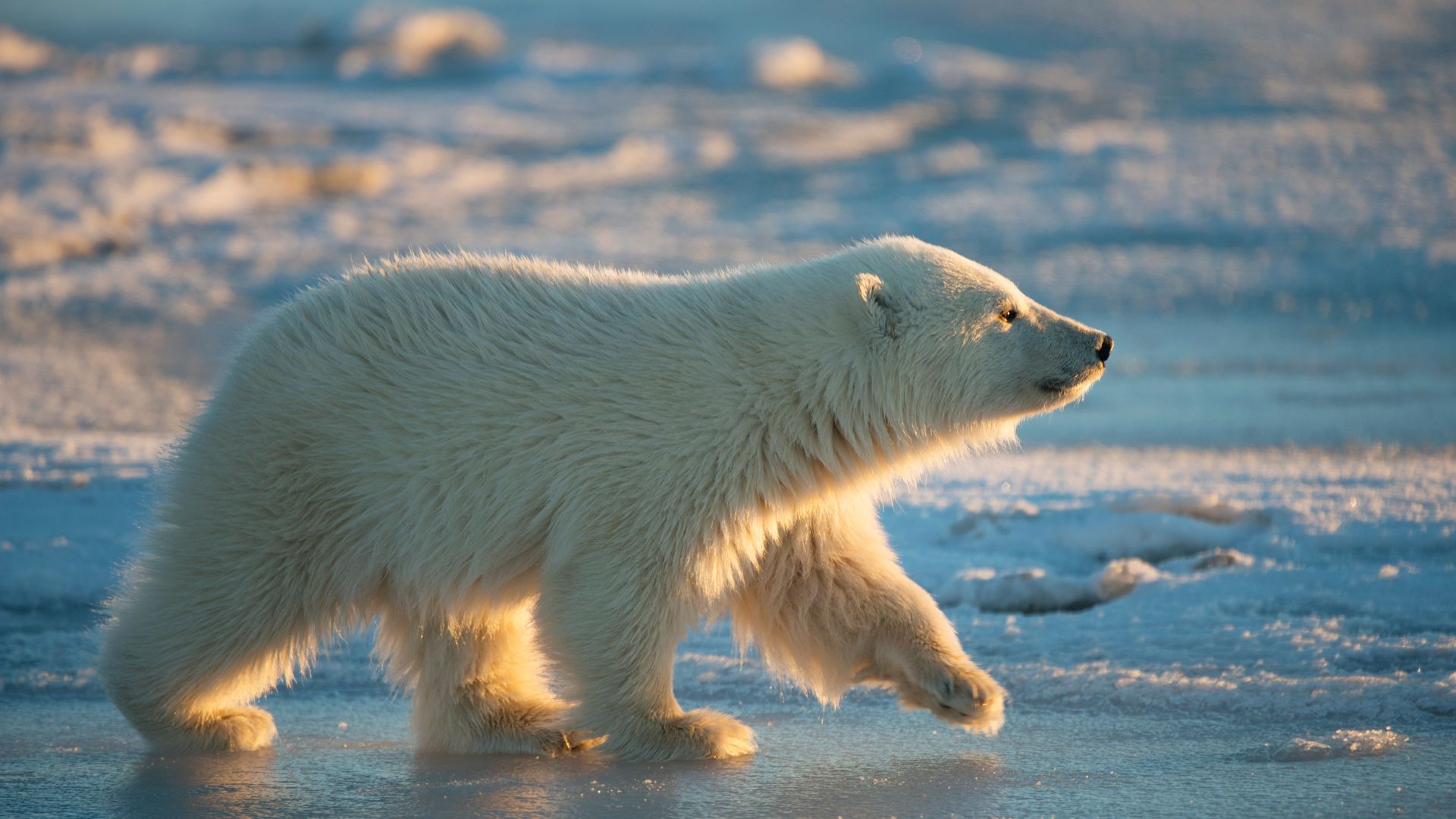 Cucciolo di orso polare, Arctic National Wildlife Refuge, Alaska, USA