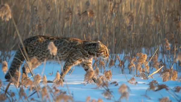 Gatto leopardo dell'Amur, Russia