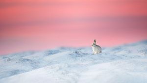 ユキウサギ, イギリス ダービーシャー州 (© Ben Hall/Minden Pictures)(Bing Japan)