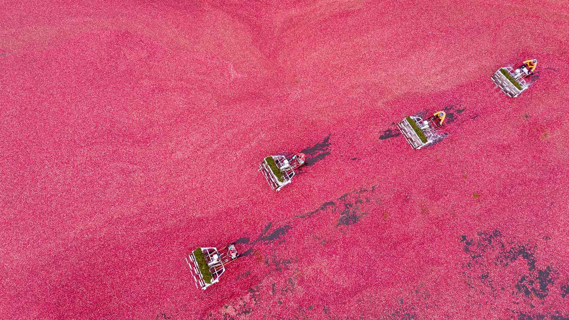 Cranberry harvest seen from a drone, Vancouver