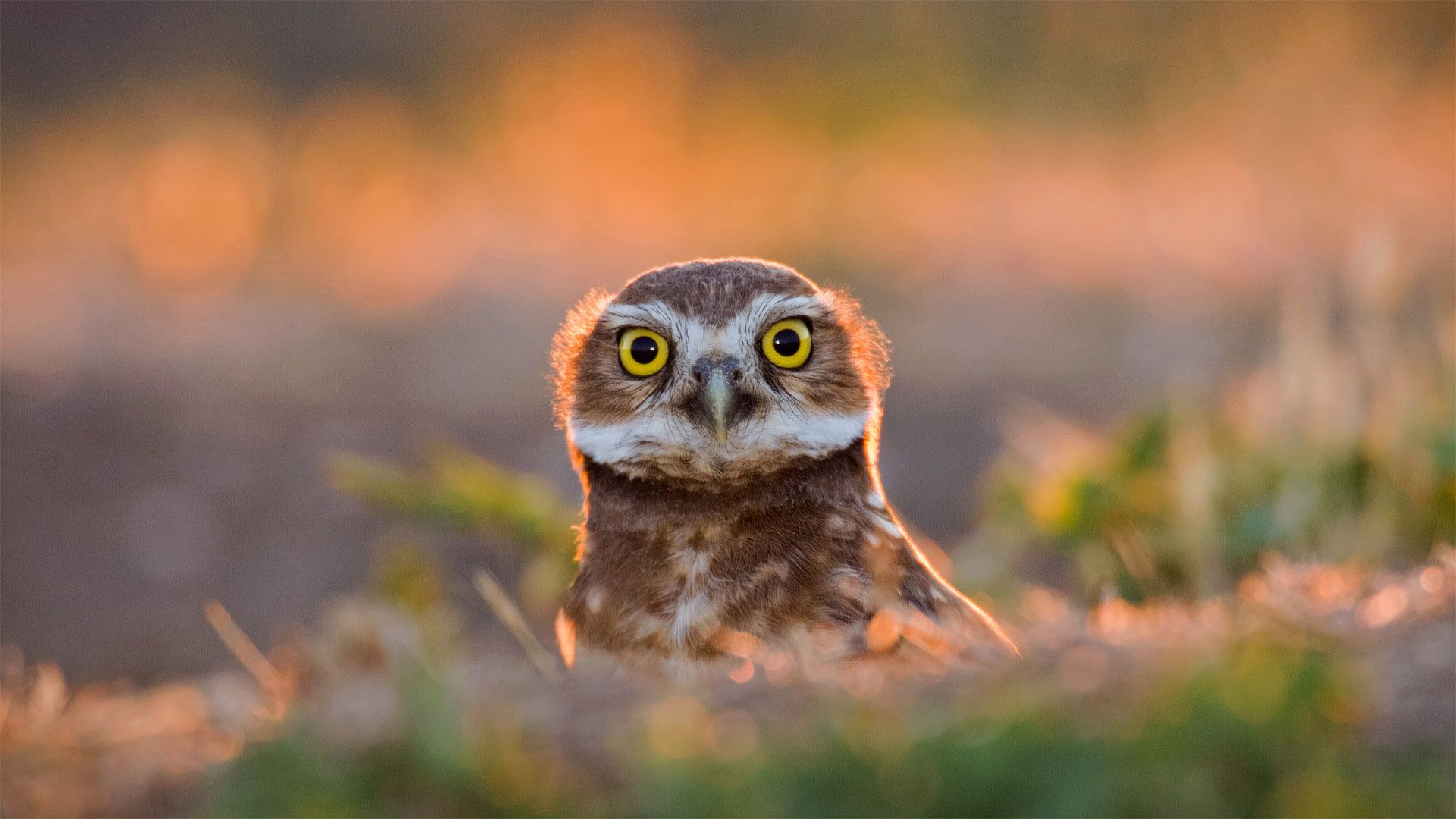 An adult burrowing owl emerges from its burrow at sunset in Davis, California