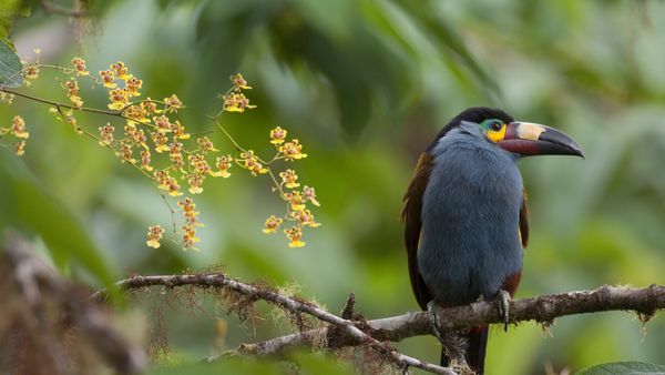 Plate-billed mountain toucan with orchids, Ecuador