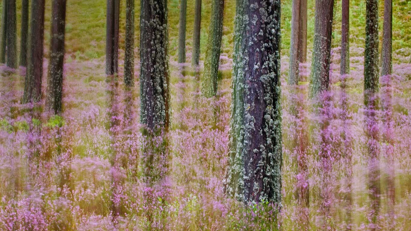 Heather growing in Cairngorms National Park, Scotland