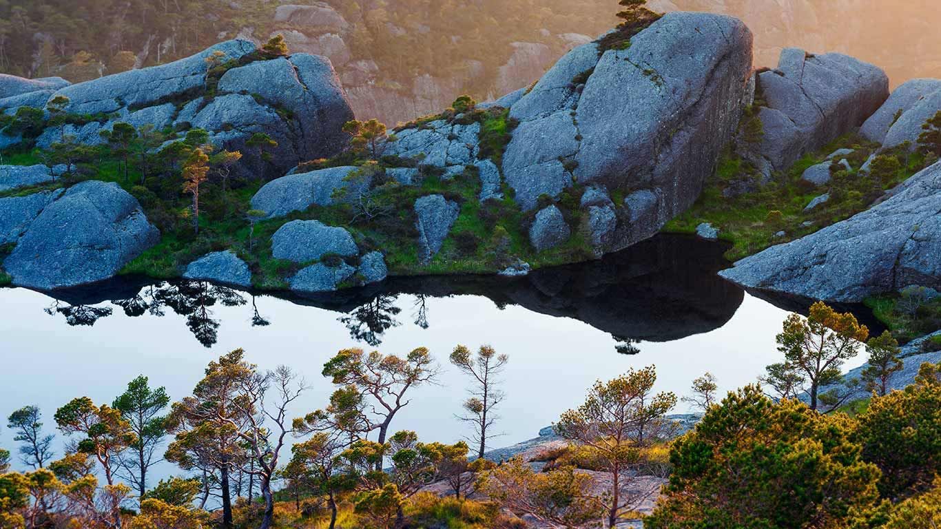 Scots pine trees on Sula Island, Sogn og Fjordane, Norway