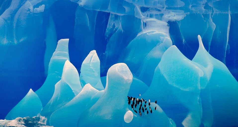 Chinstrap Penguins on an iceberg in Antarctica