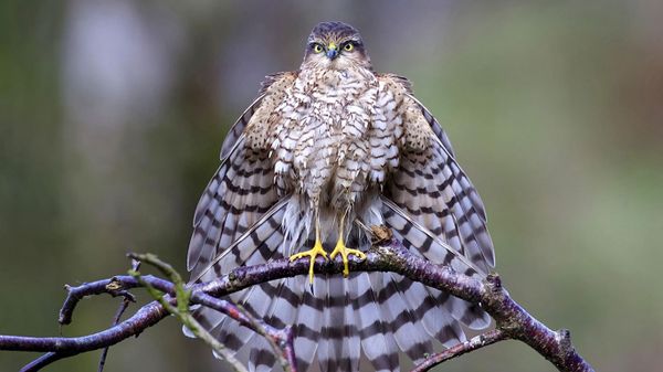 A sparrowhawk in Kirkcudbright, Scotland