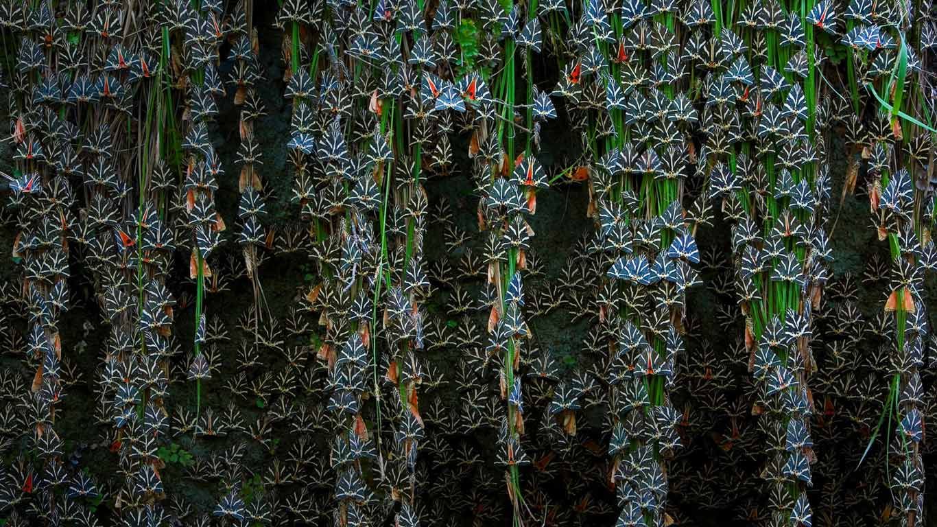 Jersey tiger moths in Petaloudes, Greece