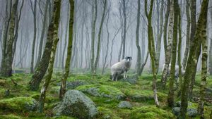 峰区国家公园内的绵羊，英国德比郡 (© James Mills/500px)(Bing China)