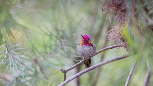 Anna's hummingbird, Santa Cruz, California, USA