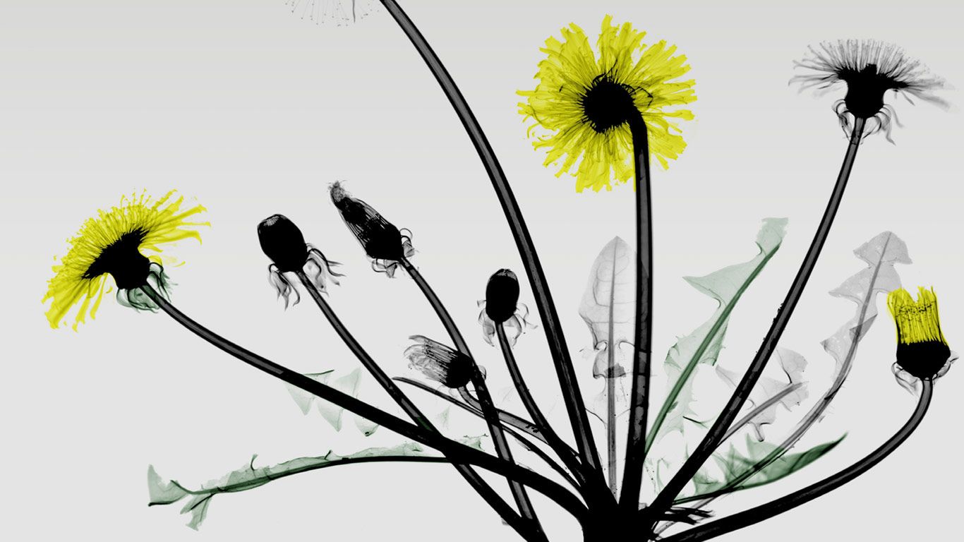 Coloured X-ray of dandelion flowers