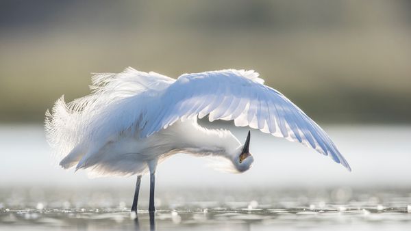 Snowy egret preening, central Florida, United States