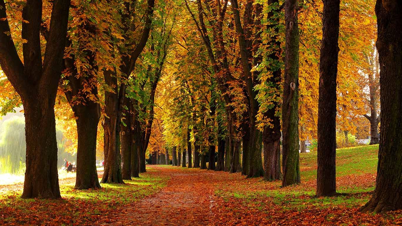 Kastanien-Allee im Herbst, Stuttgart, Deutschland