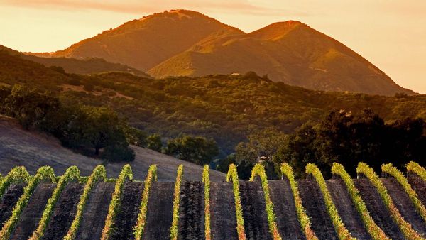 Central Coast vineyards in Arroyo Grande, California