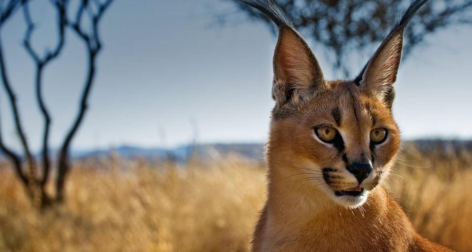 AfricanLynx