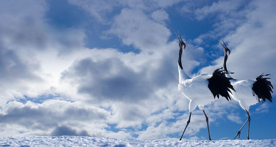 Japanese Cranes Cawing