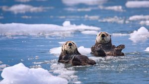 Sea otters in Prince William Sound, Alaska, 30 years after the Exxon Valdez oil spill (© Patrick Endres/plainpicture)(Bing Australia)