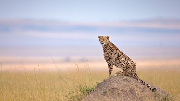 Ghepardo nella Riserva Nazionale Masai Mara, Narok, Kenya