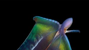 Tremoctopus dans les eaux de Palm Beach, Floride, États-Unis (© Steven Kovacs/Minden Pictures)(Bing France)