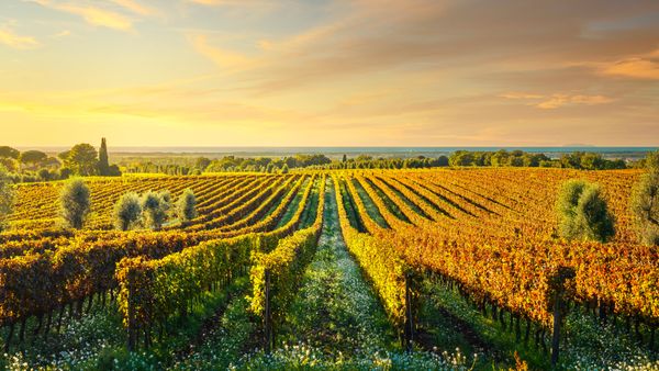 Bolgheri, frazione di Castagneto Carducci, Livorno, Maremma, Toscana