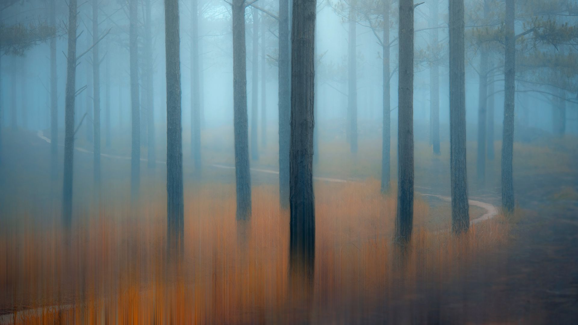 Misty pine forest in the Central Highlands of Vietnam