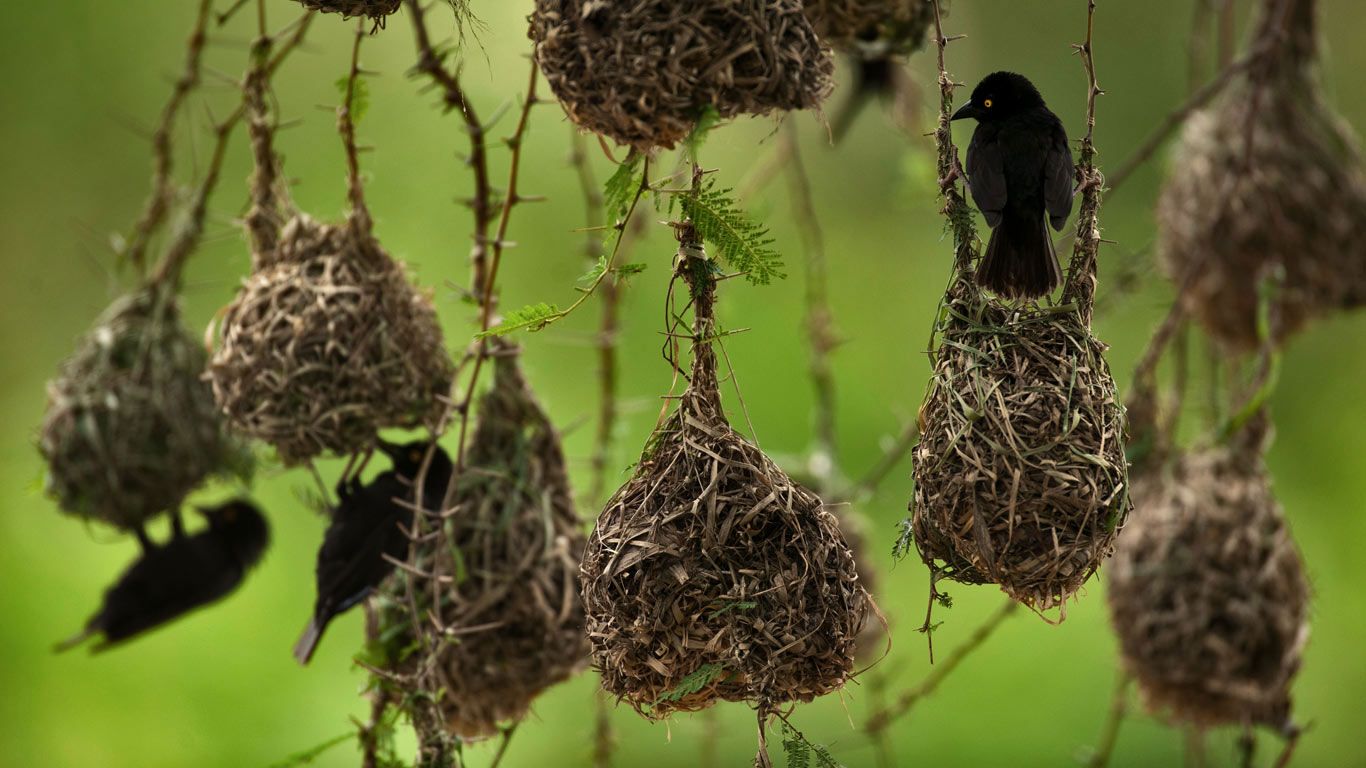 Weaver birds in Queen Elizabeth National Park, Uganda