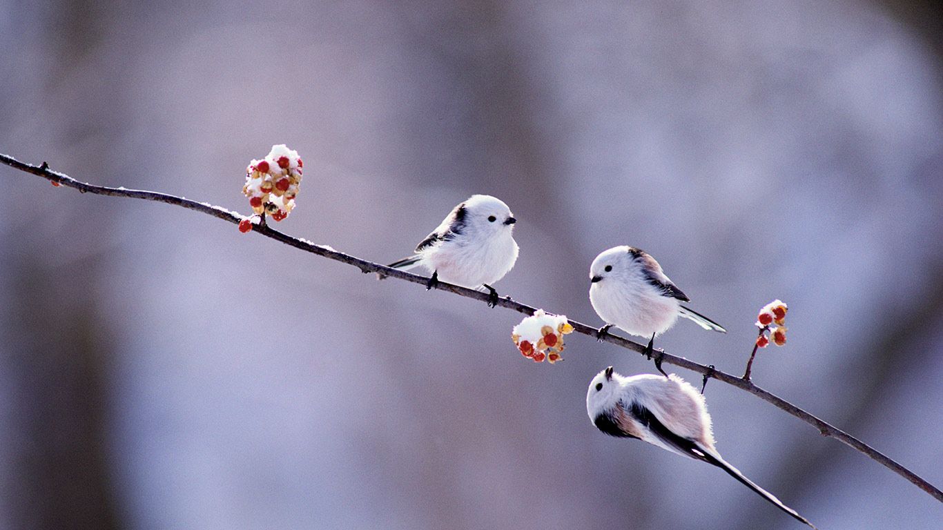 Long-tailed tits on Asiatic bittersweet, Hokkaido, Japan