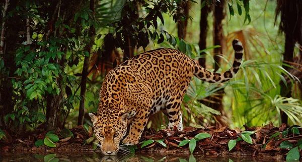 Jaguar drinking at a water hole in Belize